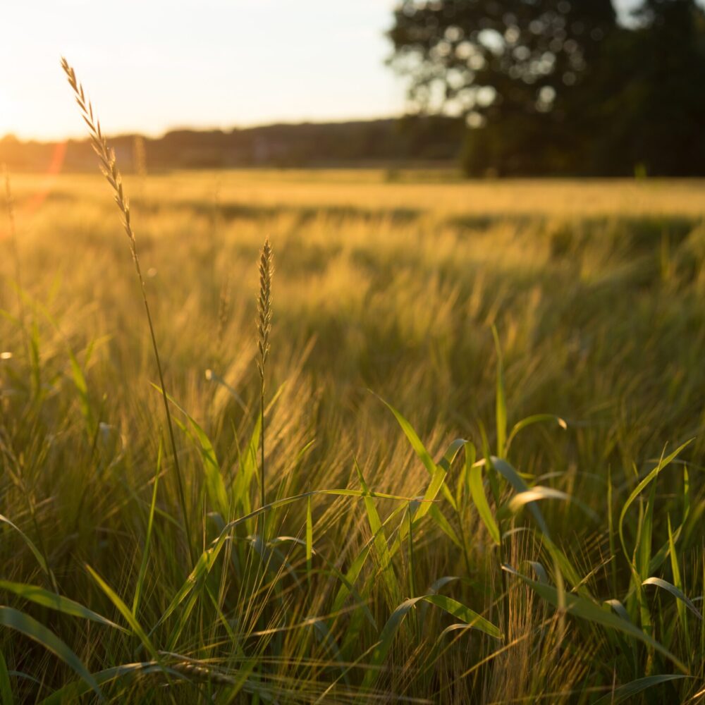 A high angle shot of a meadow covered with grass during a sunset